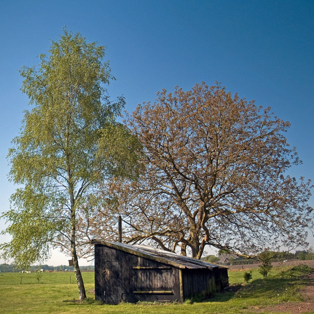 00089 kippenhokken (2)